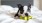 a dog with a toy in its mouth