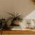bureau top decorated with potted plants, books and framed pictures