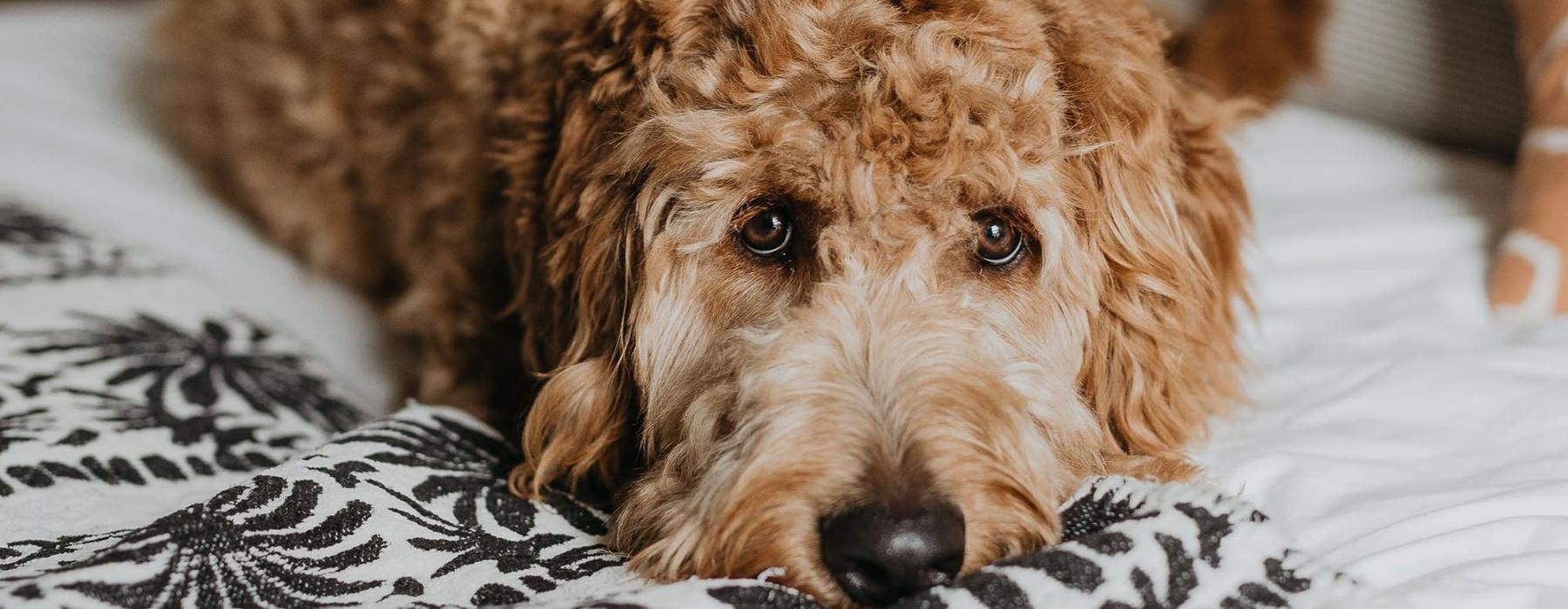 a dog lying on a bed