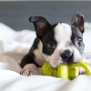 a dog with a toy in its mouth