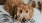 dog laying on bed